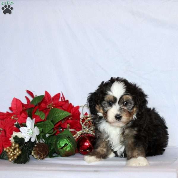 Beckette, Mini Bernedoodle Puppy